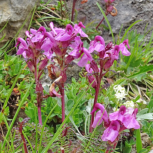 Kopfiges Läusekraut / Pedicularis rostratocapitata