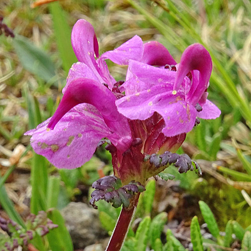 Kopfiges Läusekraut / Pedicularis rostratocapitata