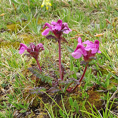 Kopfiges Läusekraut / Pedicularis rostratocapitata