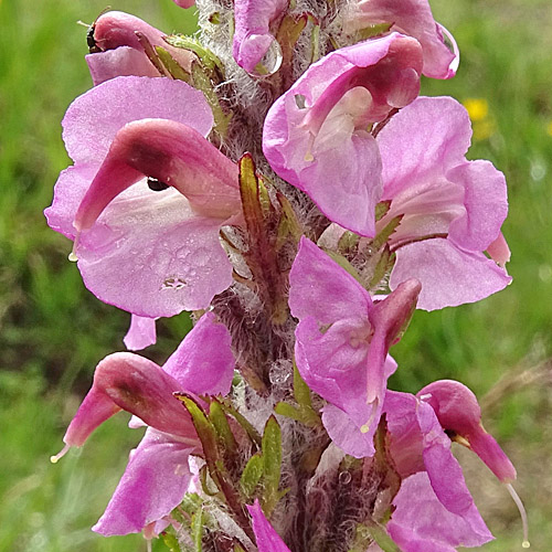 Fleischrotes Läusekraut / Pedicularis rostratospicata subsp. helvetica