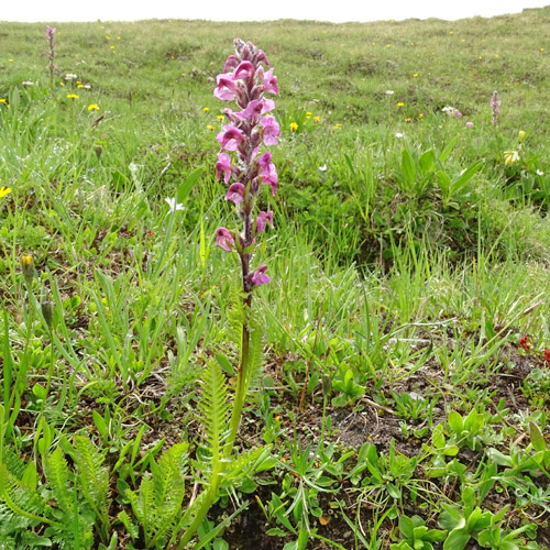 Fleischrotes Läusekraut / Pedicularis rostratospicata subsp. helvetica