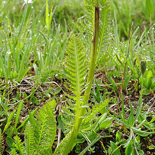 Fleischrotes Läusekraut / Pedicularis rostratospicata subsp. helvetica