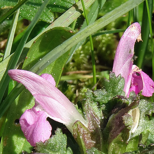 Waldmoor-Läusekraut / Pedicularis sylvatica