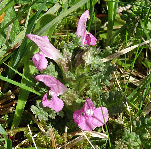 Waldmoor-Läusekraut / Pedicularis sylvatica