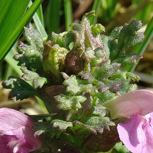 Waldmoor-Läusekraut / Pedicularis sylvatica