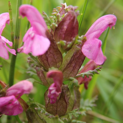 Waldmoor-Läusekraut / Pedicularis sylvatica