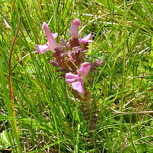 Waldmoor-Läusekraut / Pedicularis sylvatica