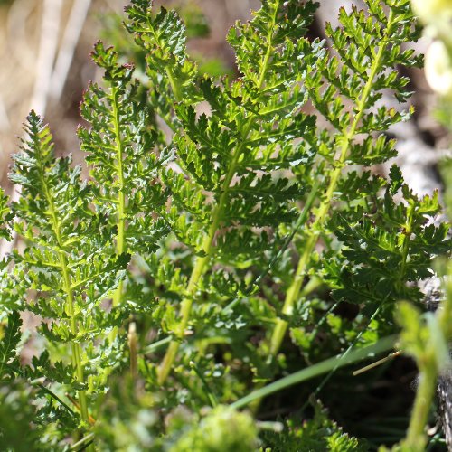 Knolliges Läusekraut / Pedicularis tuberosa