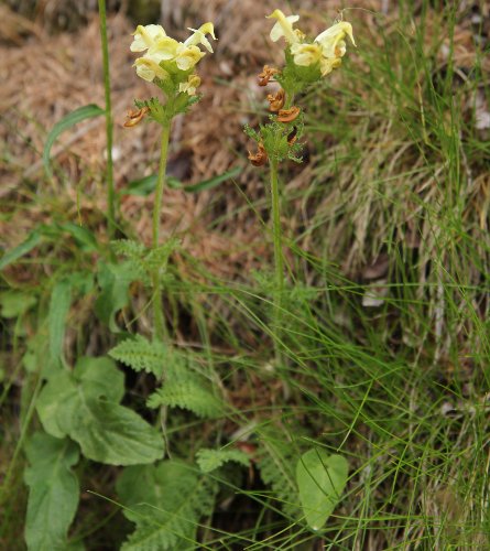 Knolliges Läusekraut / Pedicularis tuberosa