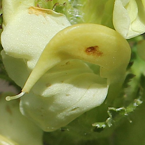 Knolliges Läusekraut / Pedicularis tuberosa