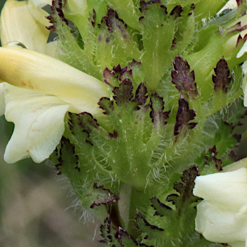 Knolliges Läusekraut / Pedicularis tuberosa