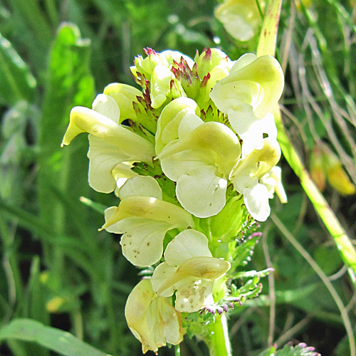 Knolliges Läusekraut / Pedicularis tuberosa