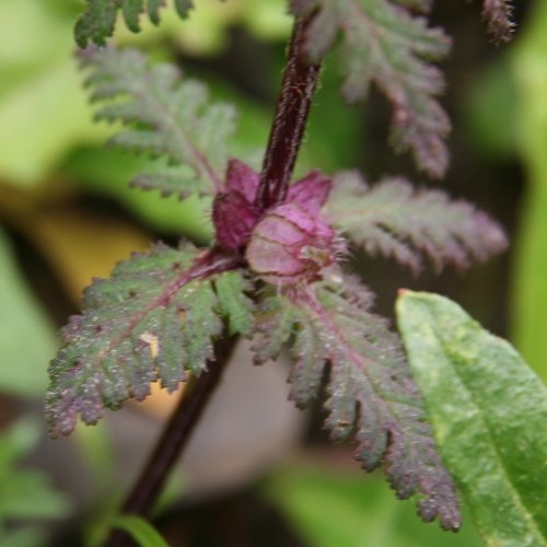 Quirlblättriges Läusekraut / Pedicularis verticillata