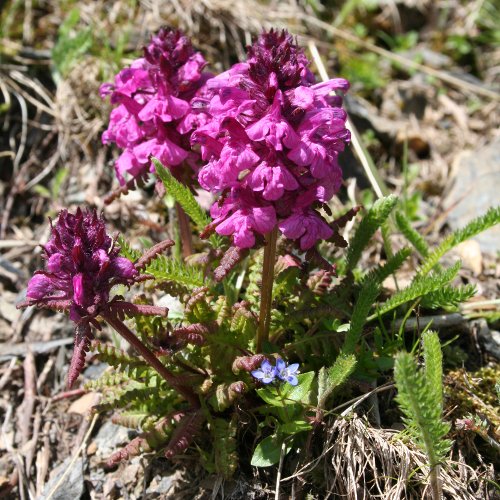 Quirlblättriges Läusekraut / Pedicularis verticillata