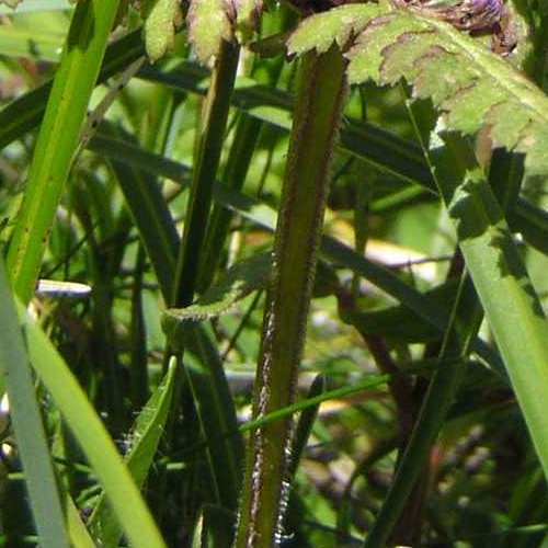 Quirlblättriges Läusekraut / Pedicularis verticillata