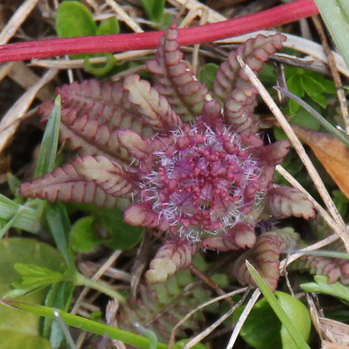 Quirlblättriges Läusekraut / Pedicularis verticillata