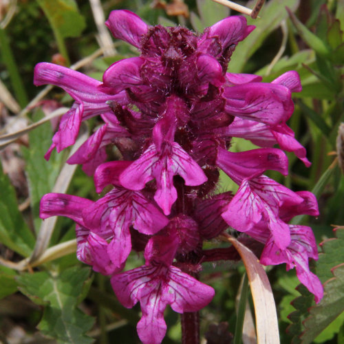 Quirlblättriges Läusekraut / Pedicularis verticillata