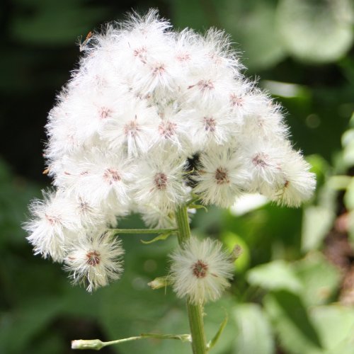 Weisse Pestwurz / Petasites albus