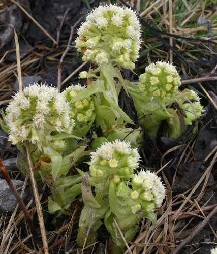 Weisse Pestwurz / Petasites albus