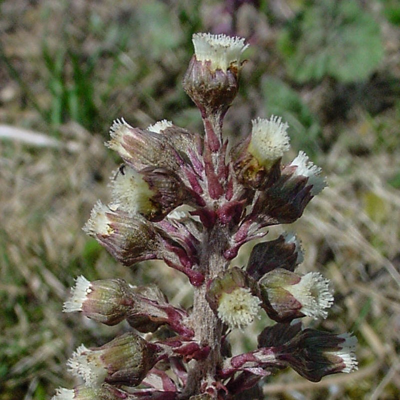 Rote Pestwurz / Petasites hybridus