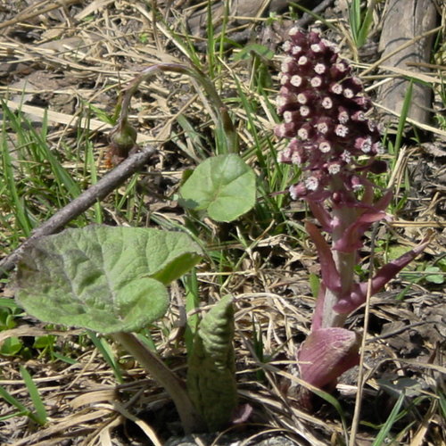 Rote Pestwurz / Petasites hybridus