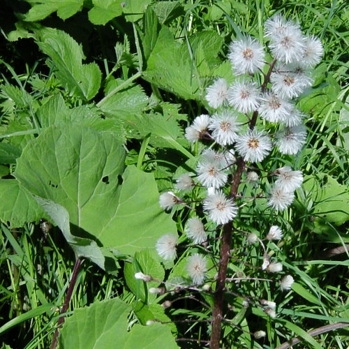 Rote Pestwurz / Petasites hybridus