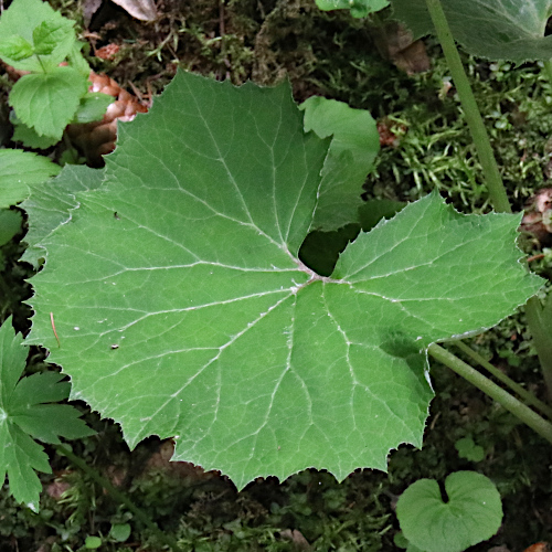 Rote Pestwurz / Petasites hybridus