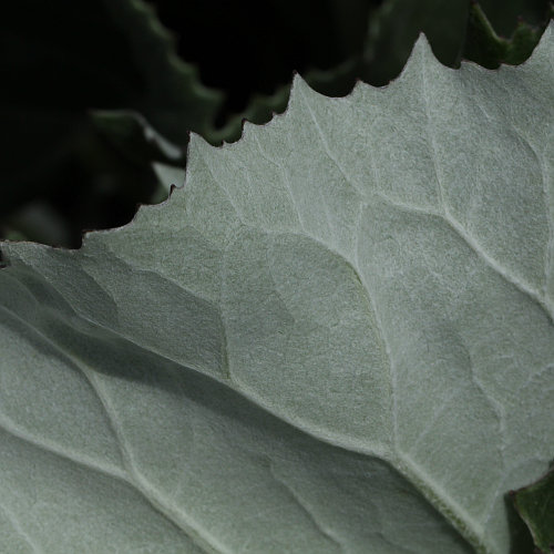 Alpen-Pestwurz / Petasites paradoxus