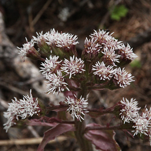 Alpen-Pestwurz / Petasites paradoxus