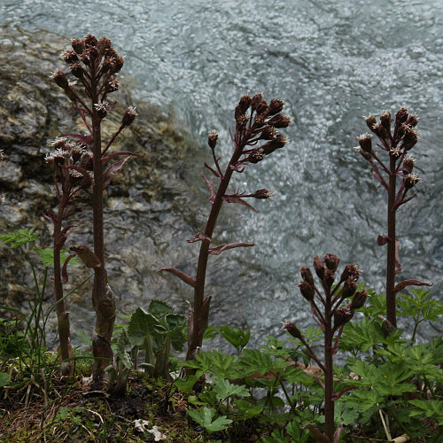 Alpen-Pestwurz / Petasites paradoxus