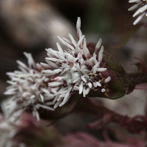 Alpen-Pestwurz / Petasites paradoxus