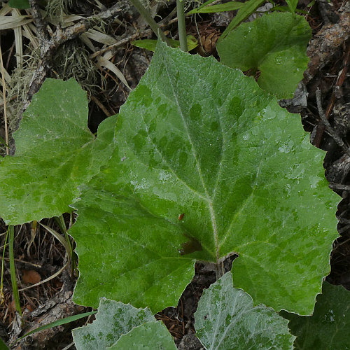 Alpen-Pestwurz / Petasites paradoxus