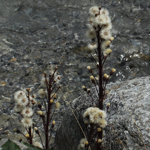 Alpen-Pestwurz / Petasites paradoxus