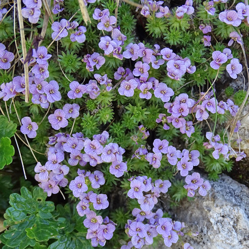 Steinschmückel / Petrocallis pyrenaica