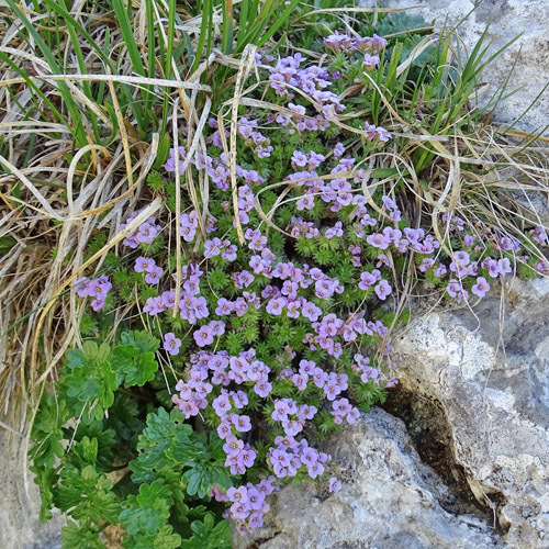 Steinschmückel / Petrocallis pyrenaica