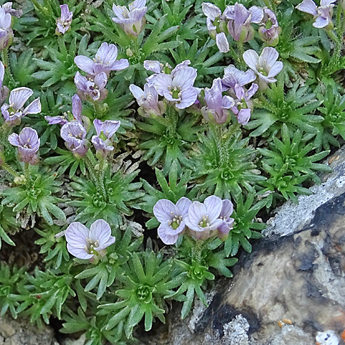 Steinschmückel / Petrocallis pyrenaica