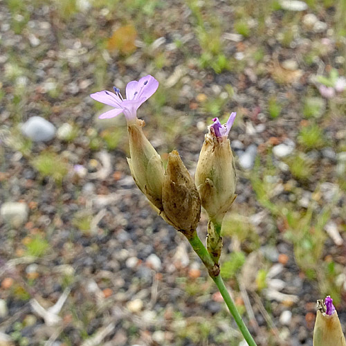 Sprossende Felsennelke / Petrorhagia prolifera