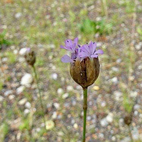 Sprossende Felsennelke / Petrorhagia prolifera