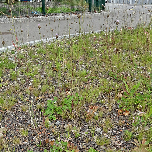 Sprossende Felsennelke / Petrorhagia prolifera