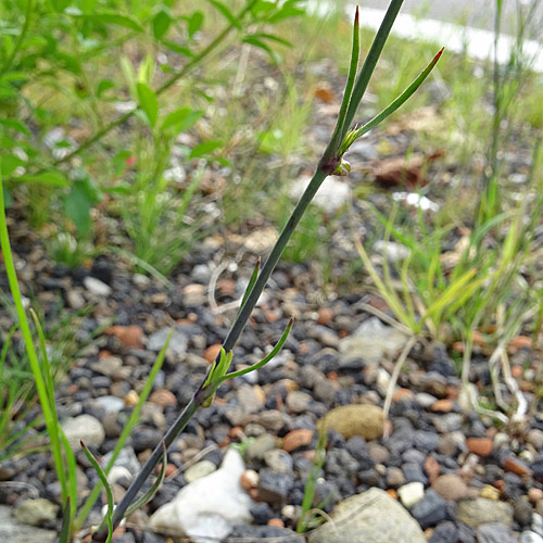 Sprossende Felsennelke / Petrorhagia prolifera