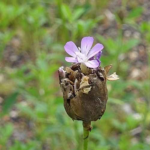 Sprossende Felsennelke / Petrorhagia prolifera