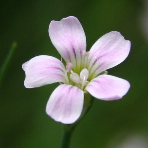 Steinbrech-Felsennelke / Petrorhagia saxifraga