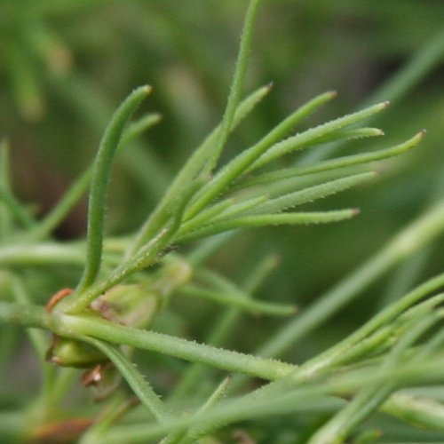 Steinbrech-Felsennelke / Petrorhagia saxifraga