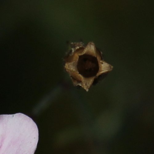 Steinbrech-Felsennelke / Petrorhagia saxifraga