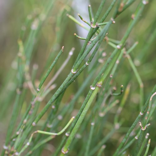 Steinbrech-Felsennelke / Petrorhagia saxifraga