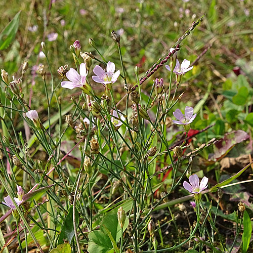 Steinbrech-Felsennelke / Petrorhagia saxifraga