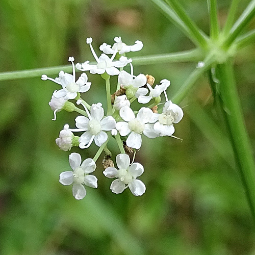 Hirschwurz / Peucedanum cervaria