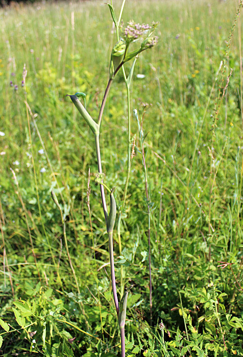 Hirschwurz / Peucedanum cervaria