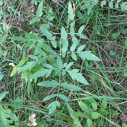 Hirschwurz / Peucedanum cervaria