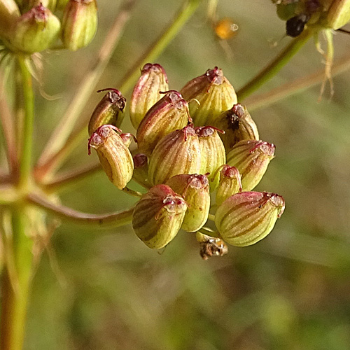 Hirschwurz / Peucedanum cervaria